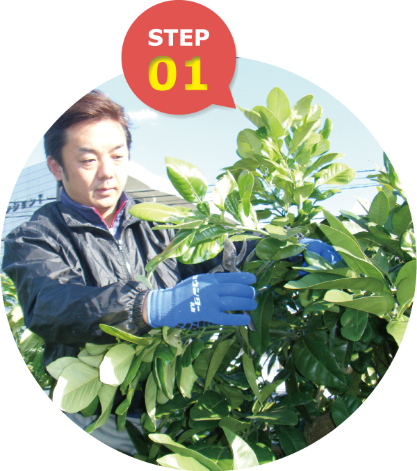 1月下旬～整枝・剪定