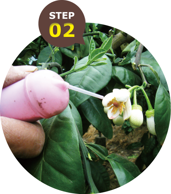 4月中旬～5月中旬:開花・授粉