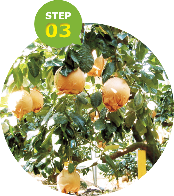 6月～7月:摘果・袋掛