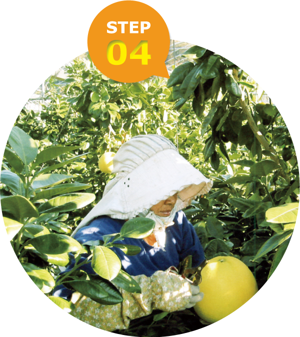 11月中旬～:袋外し・収穫